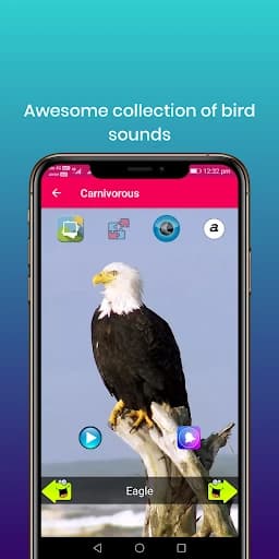 100 Bird sounds 32.0