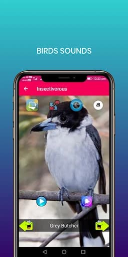 100 Bird sounds 32.0