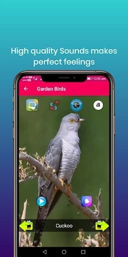 100 Bird sounds 32.0