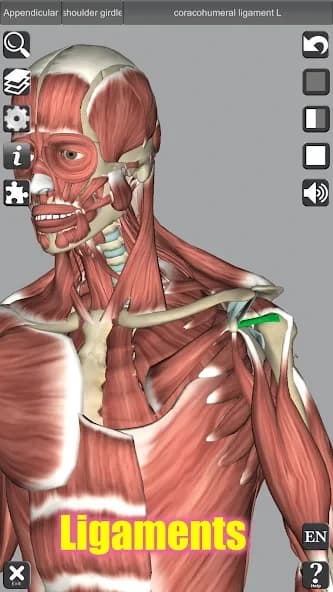 3D Anatomy 6.8