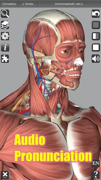 3D Anatomy 6.8