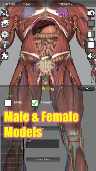 3D Anatomy 6.8