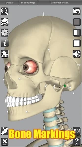 3D Anatomy 6.8