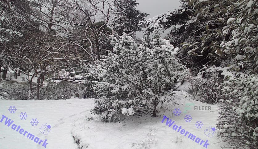 TWatermark 2.5.3.265