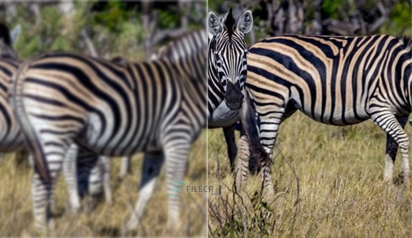 Franzis ZOOM Video #2 professional 2.27.03926