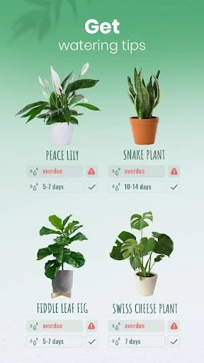 Blossom – Plant Identifier 1.56.4