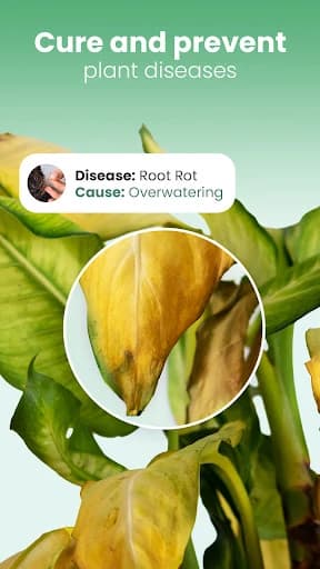 Blossom – Plant Identifier 1.56.4