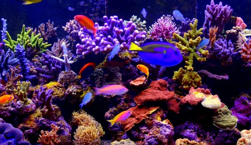 Aquarium 4K – Live Wallpaper 1.1.1