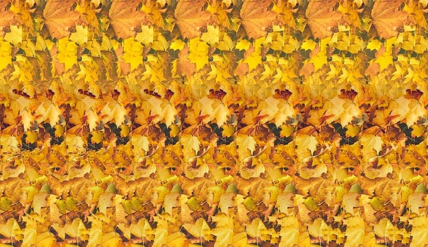 Stereogram Explorer 2.7 Build 270