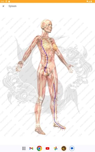 Acupuncture Assistant 8.0.17