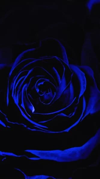 Rose Wallpaper Flower 3D image 15.7.7