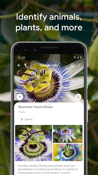 Google Lens 1.17.240515009