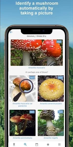 Mushroom Identify – Automatic 2.97