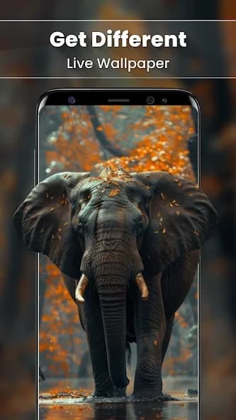 Camera Transparent Wallpaper 1.0